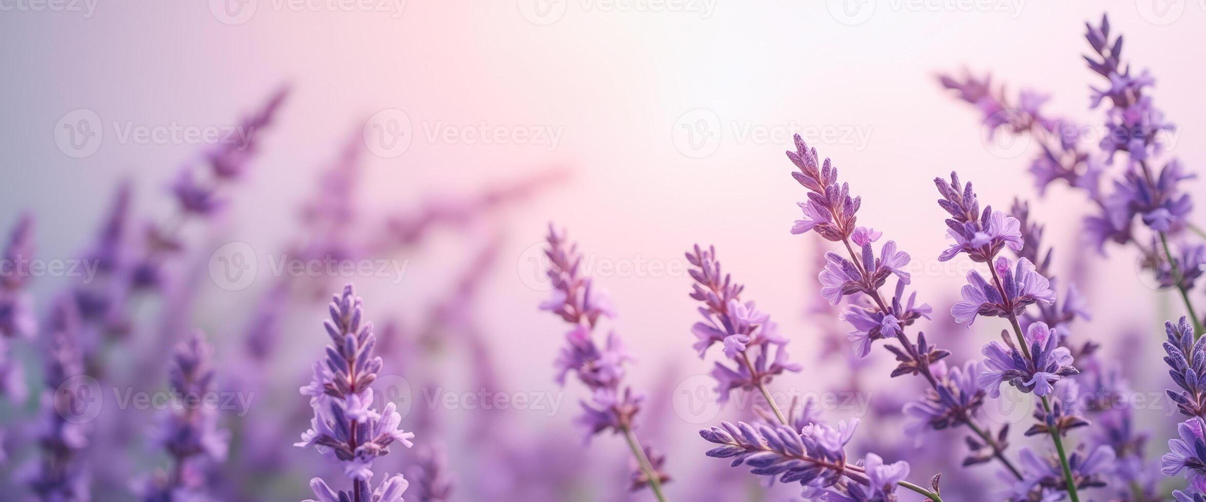 Lavender Field in Soft Light photo
