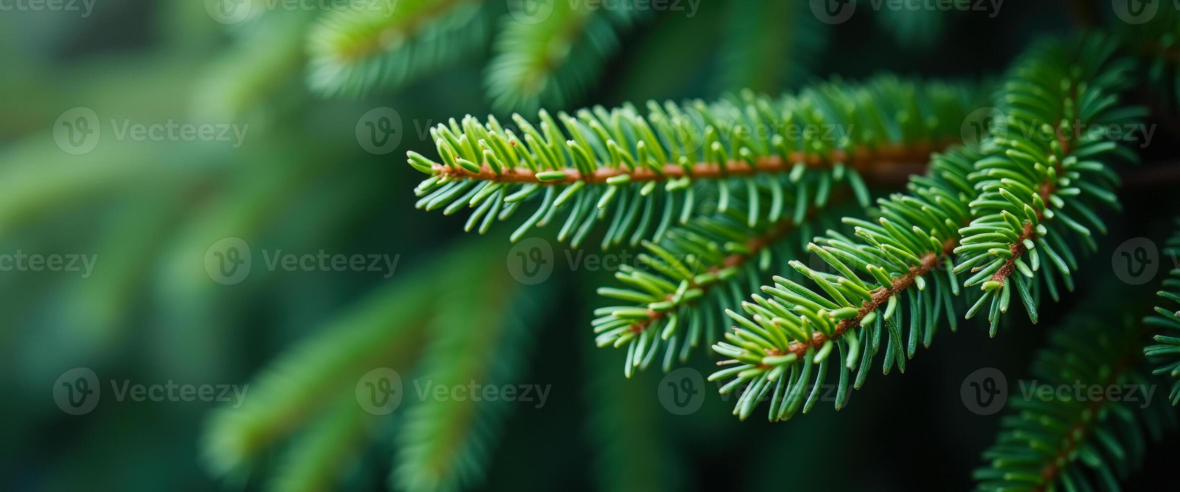 Close-up of Pine Tree Branch photo