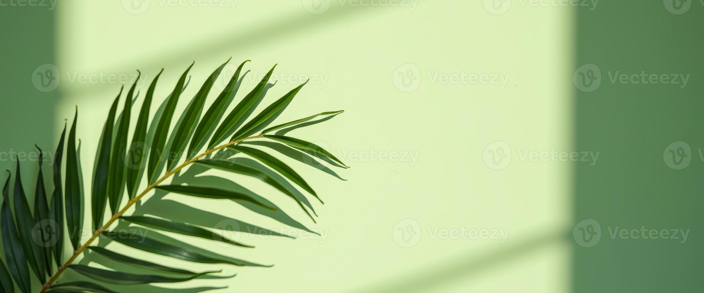 Palm Leaf with Light and Shadow on Green Background photo