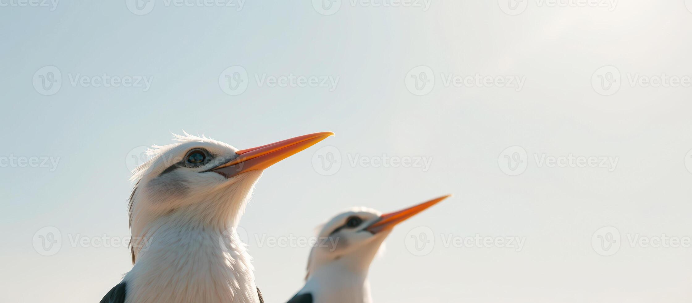 Two White Birds Look Up at the Sky photo