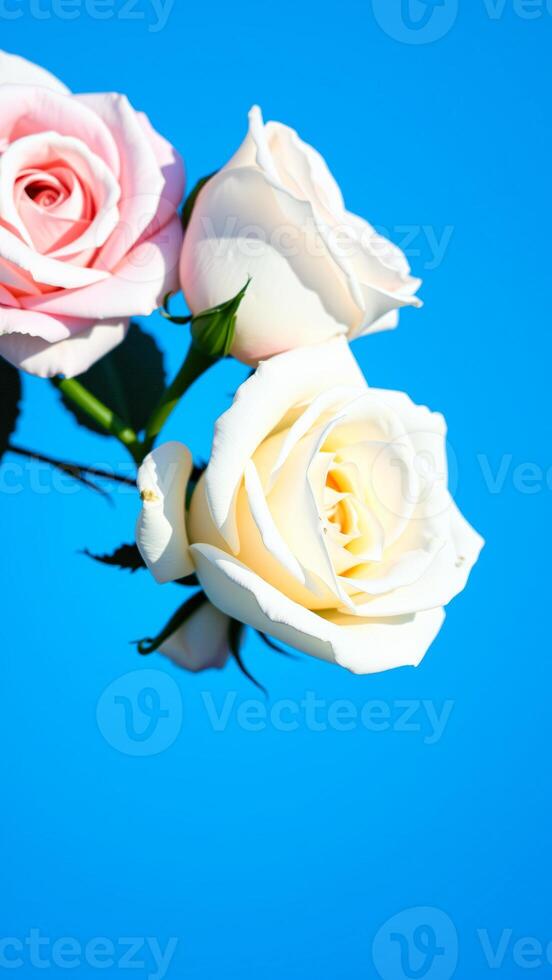 Close Up of White and Pink Roses Against a Blue Sky photo