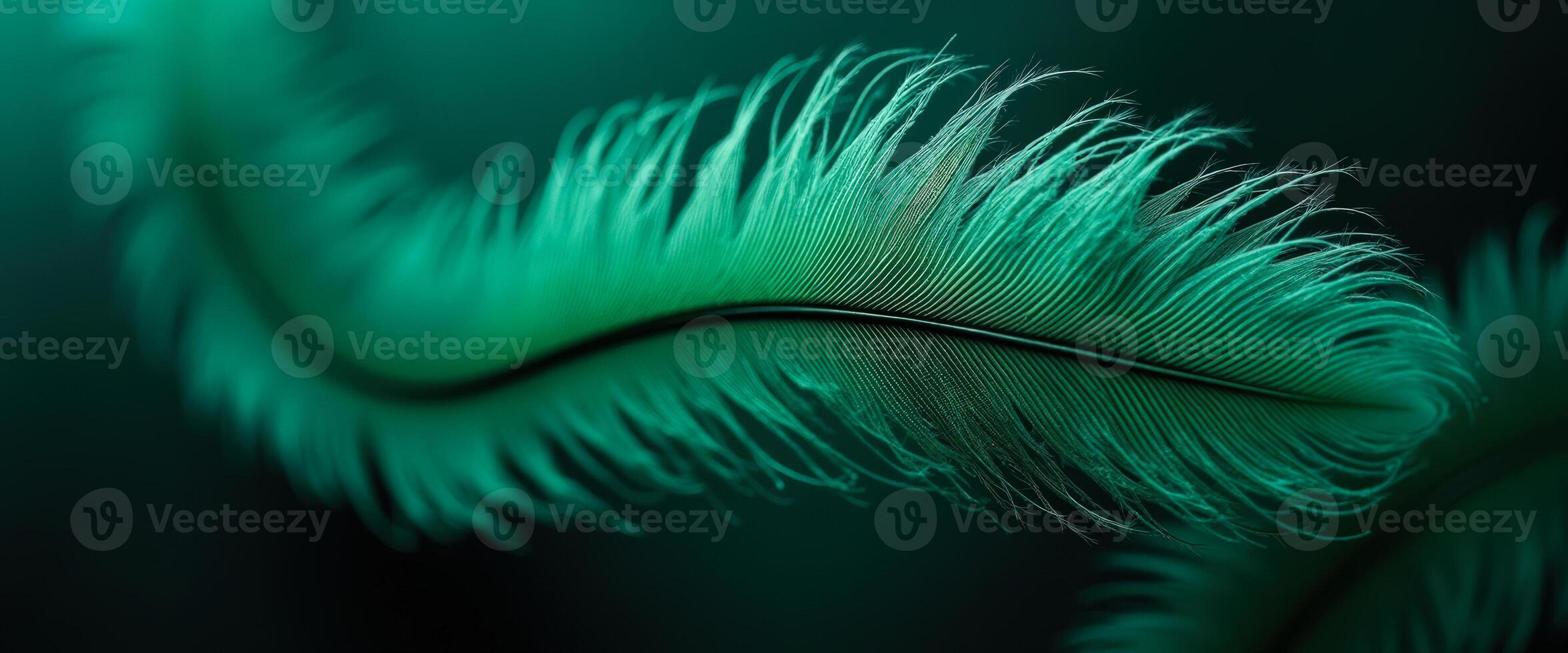Teal Feather Close-Up photo