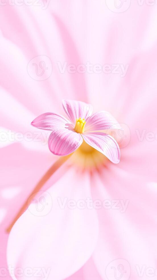 Delicate Pink Flower Blooming in Soft Light photo