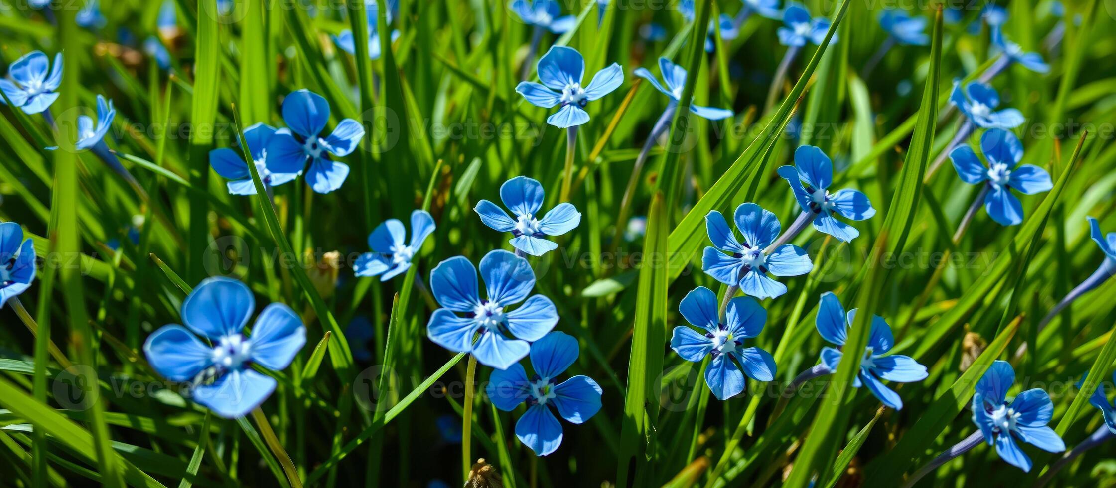 Blue Flowers in Green Grass photo
