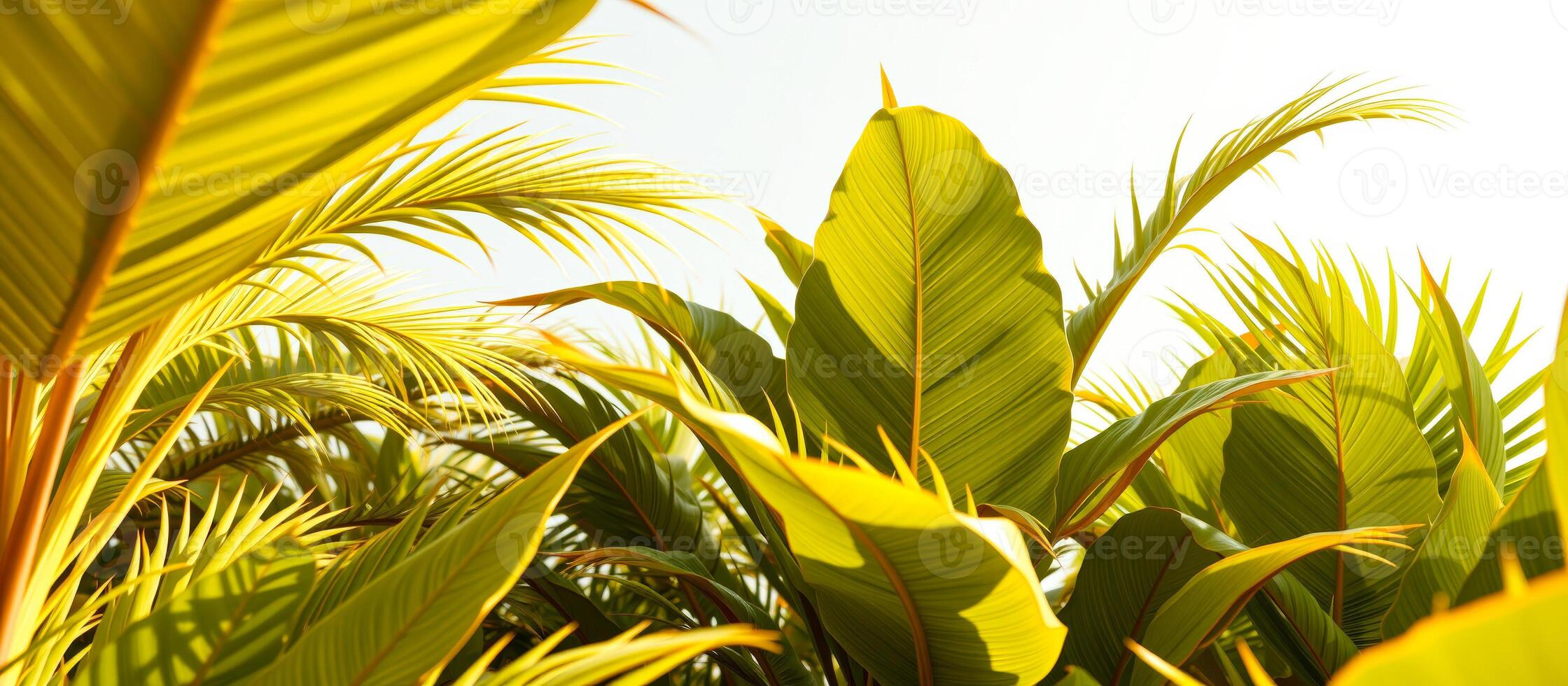 Tropical Palm Leaves In Sunlight photo