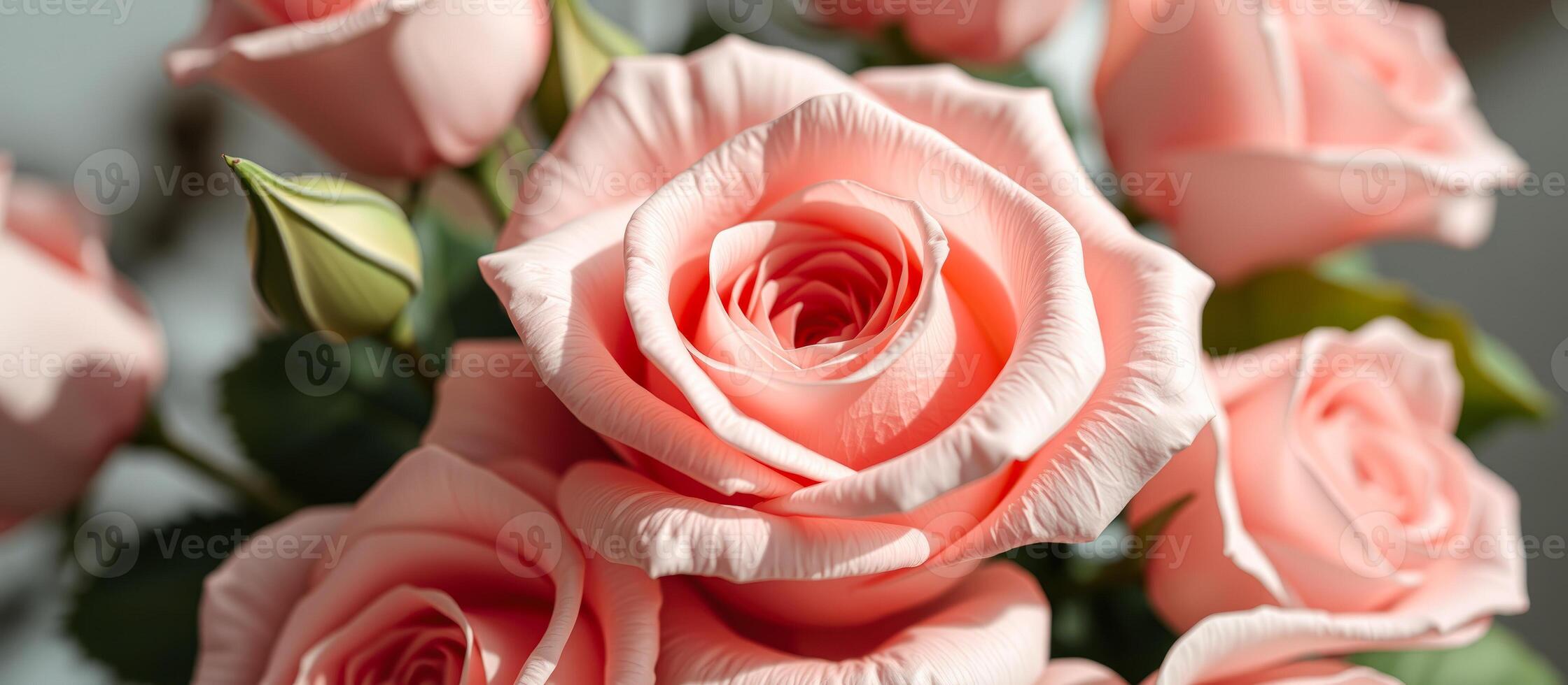 Close-up of a Delicate Pink Rose photo