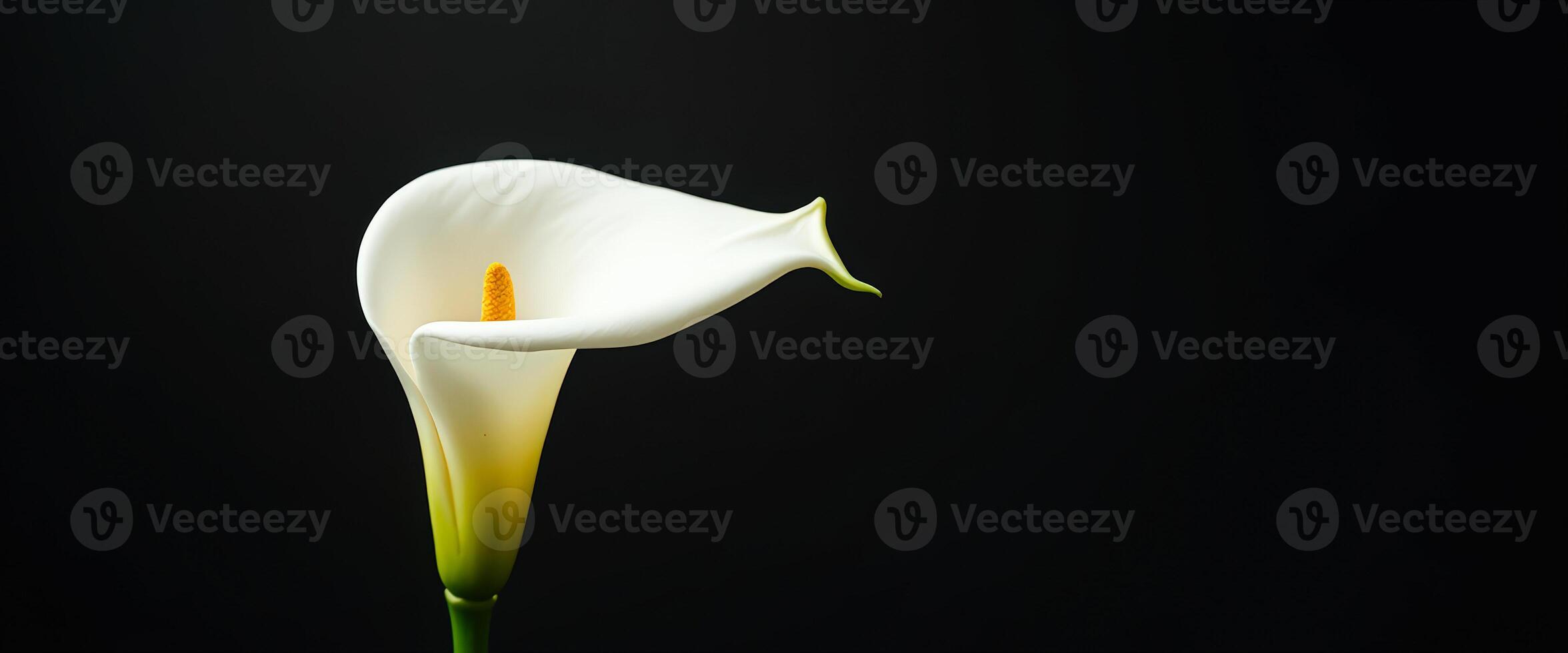 White Calla Lily Flower on a Black Background photo