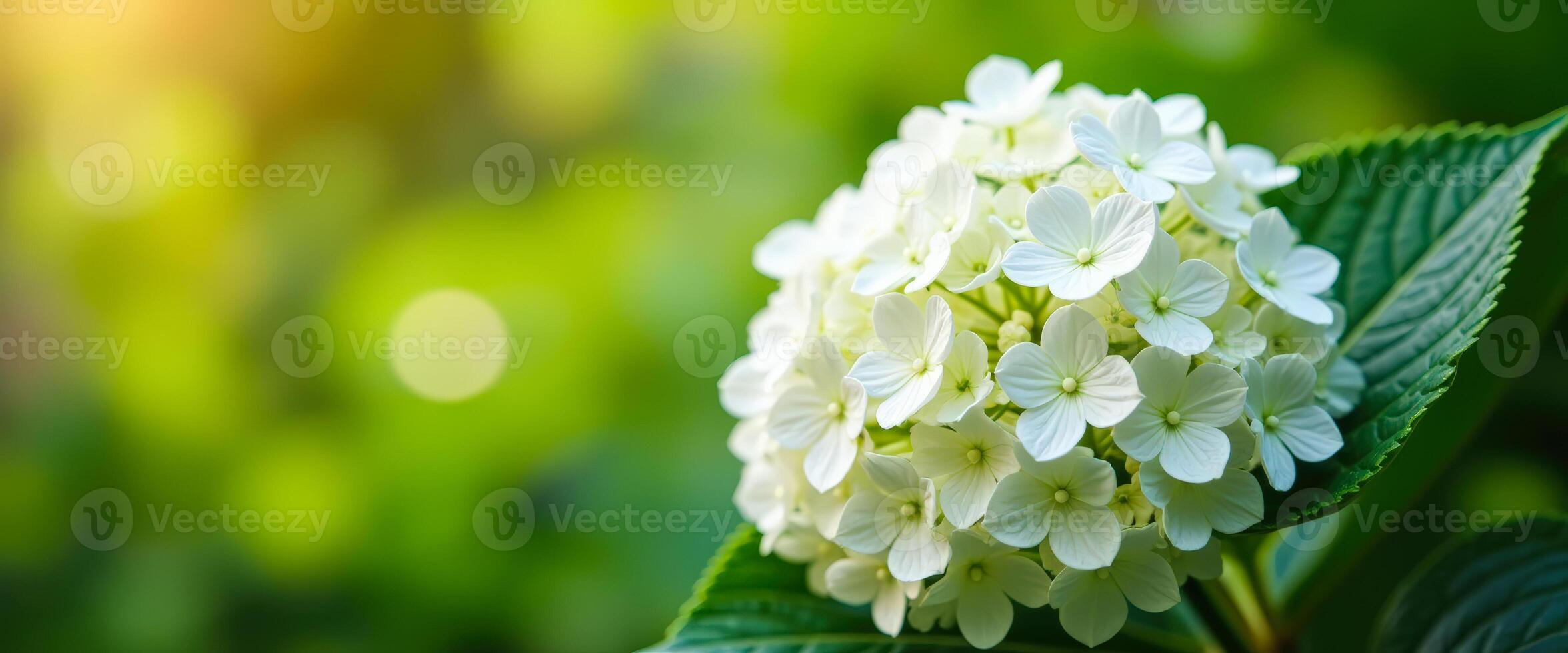 White hydrangea flowers in bloom with green leaves and bokeh background photo