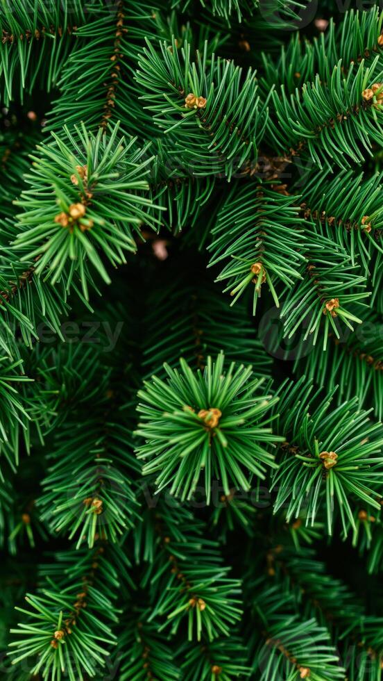 Evergreen needles macro shot photo