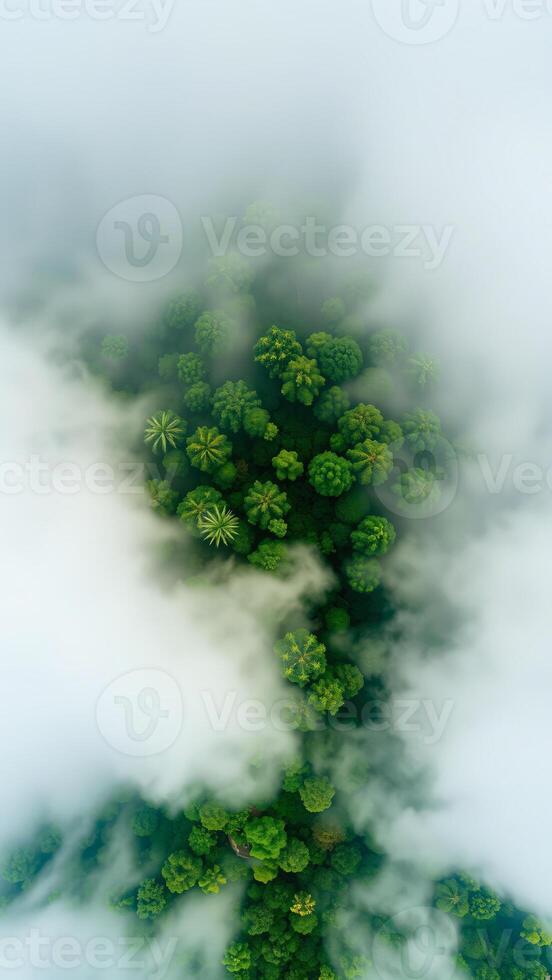 Aerial View of Lush Forest Covered in Mist photo