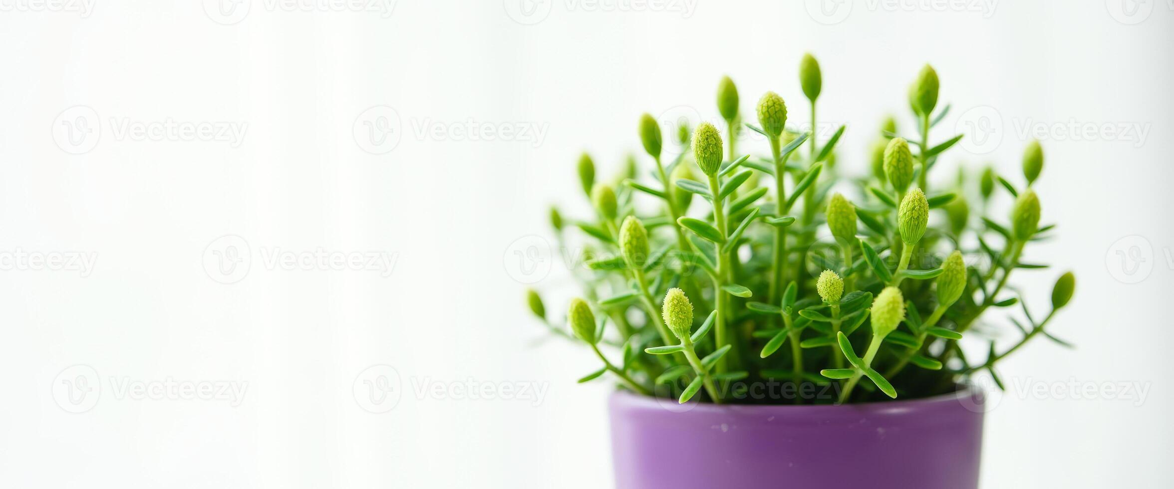 Green Plant in Purple Pot with White Background photo