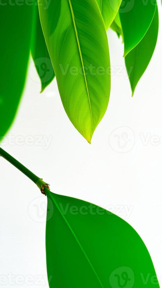 Green Leaves on a White Background photo