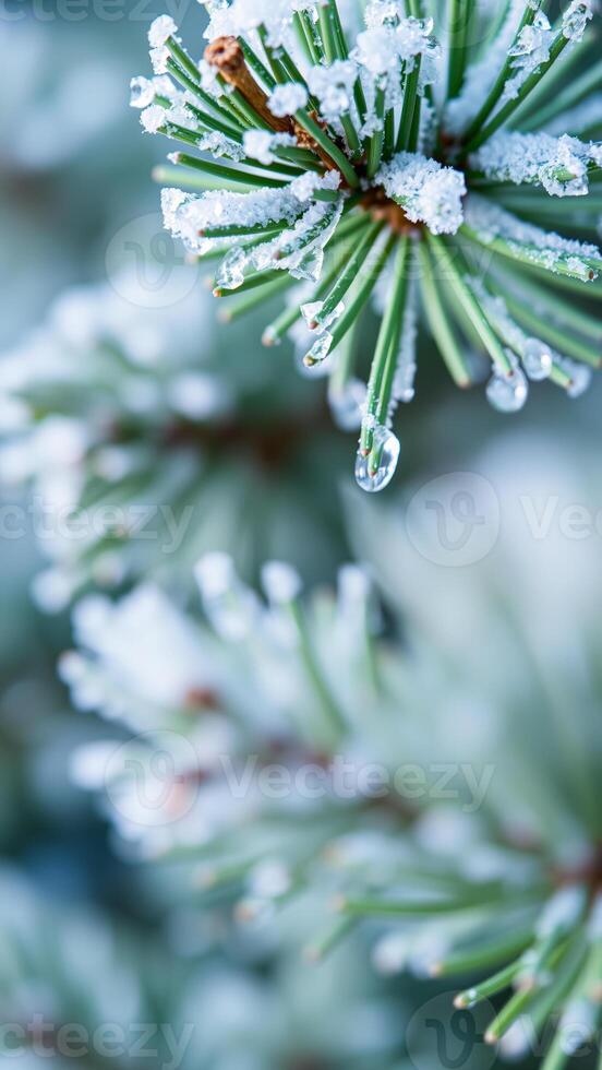 Frozen Pine Needles with Dew Drop photo