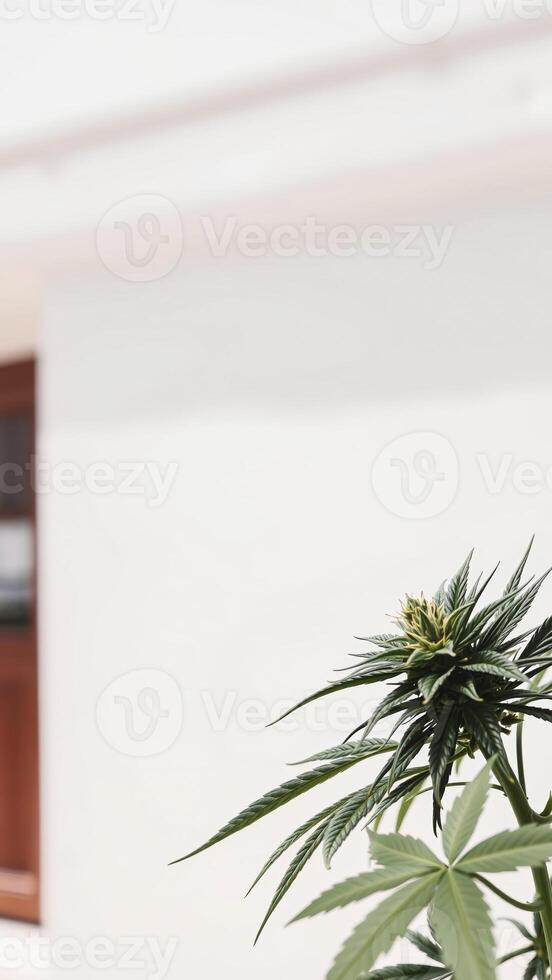 Cannabis Plant Budding Close-up photo