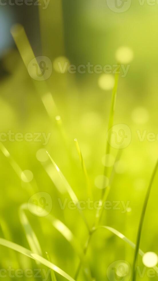 Abstract Green Grass Background photo