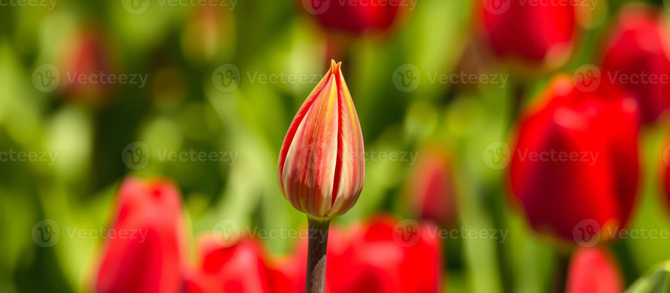 Single Red Tulip Bud in a Field of Tulips photo