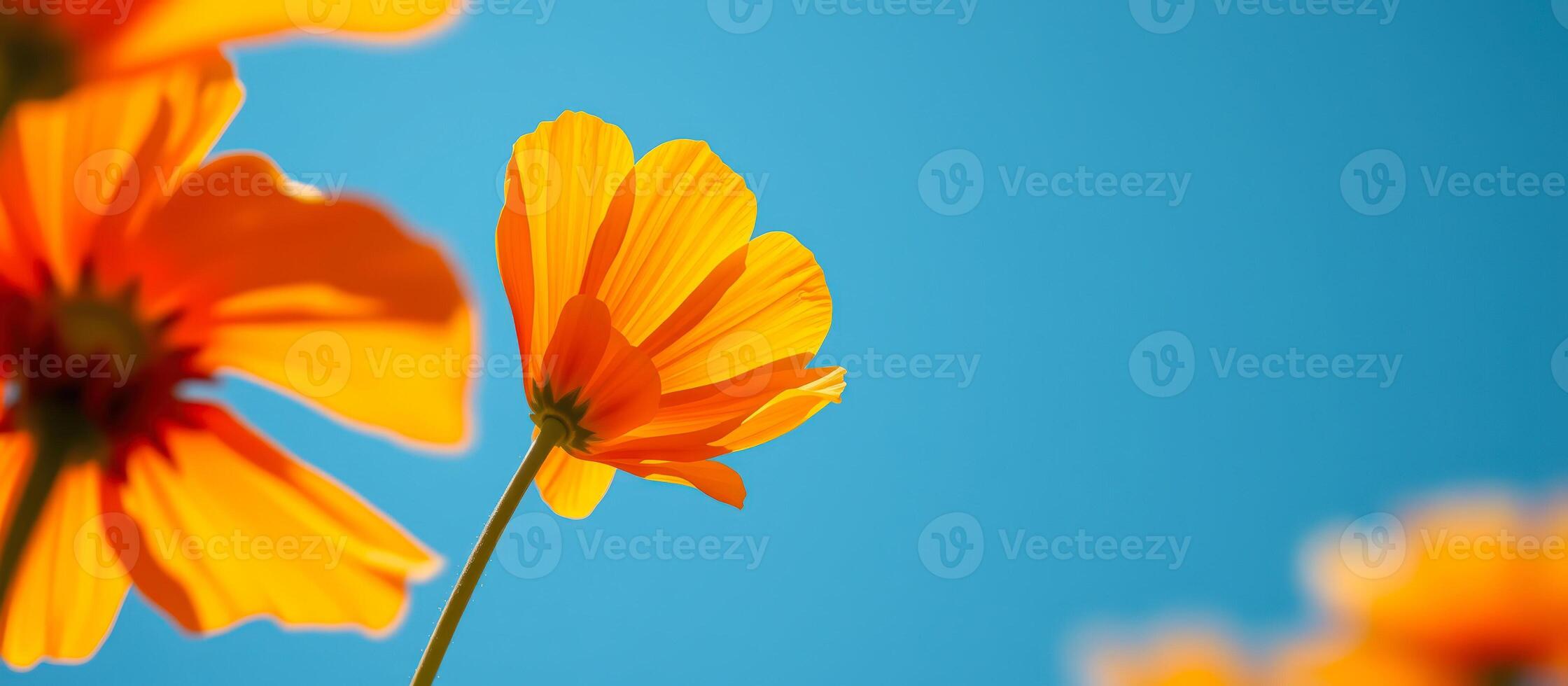 Orange Flower Against Blue Sky photo