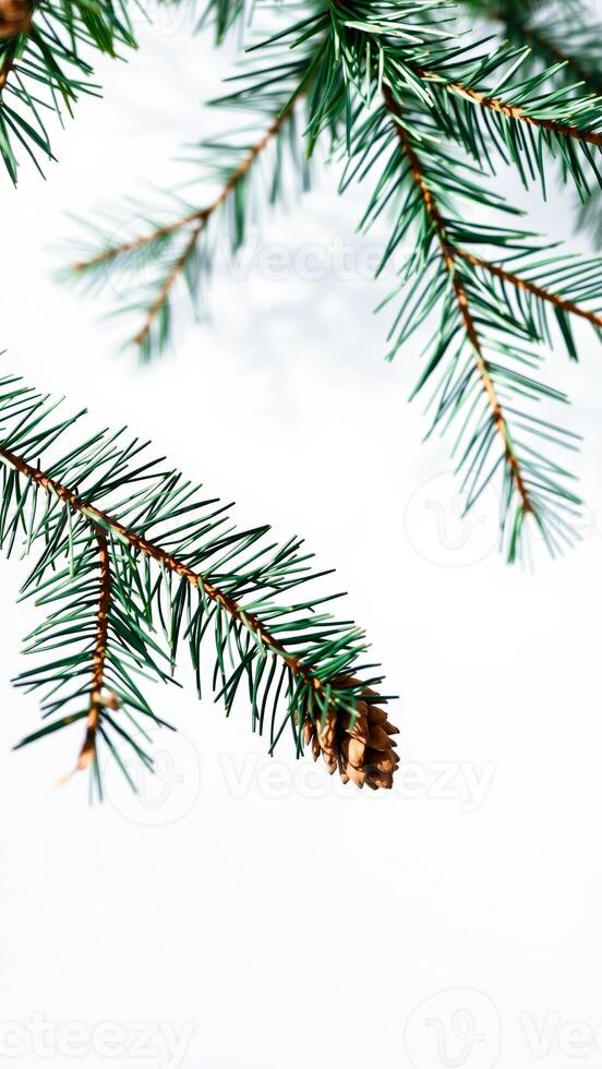 Close Up of Pine Branch with Cone photo