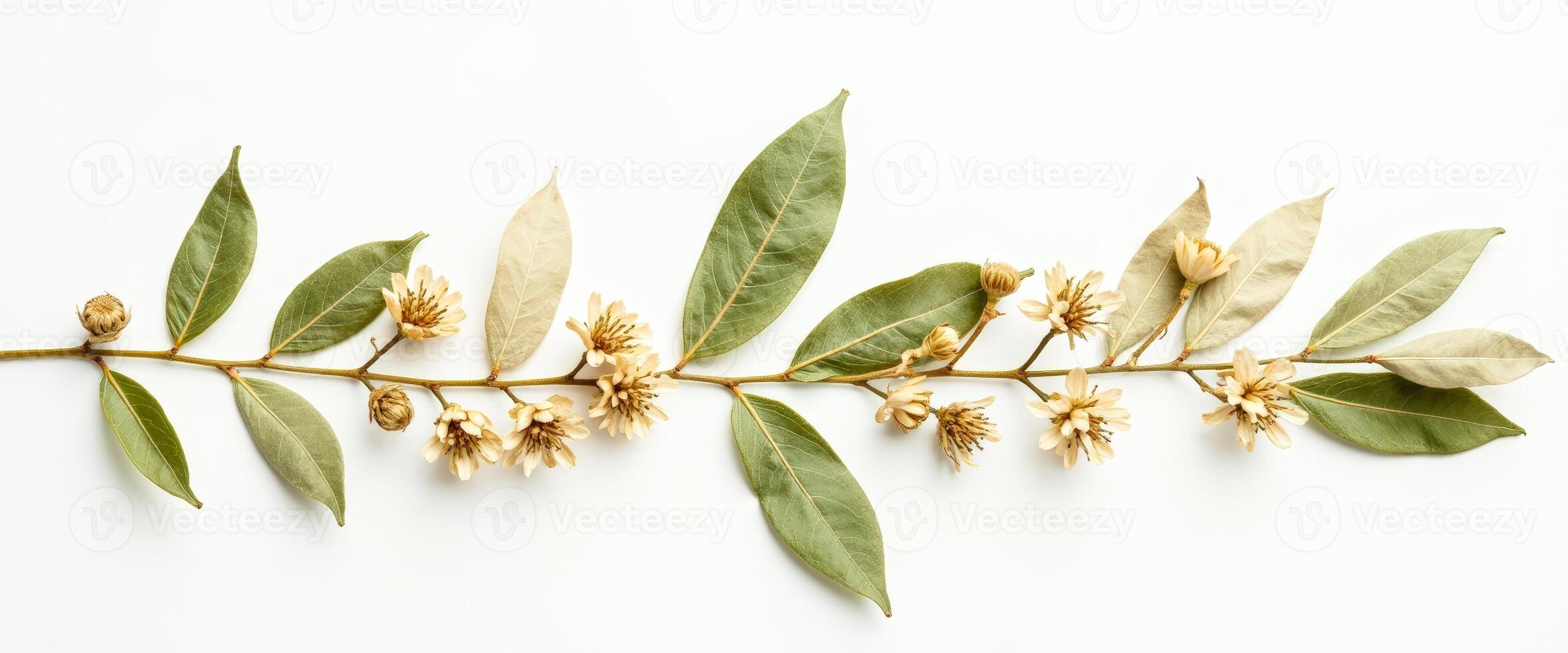 Dried Flower Branch with Green Leaves on White Background photo