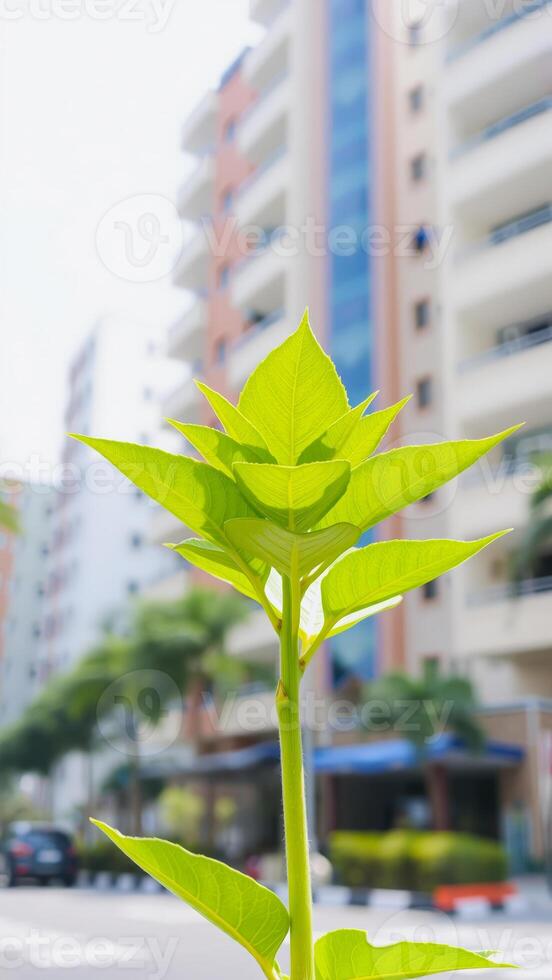 Lush green leaves in front of an urban apartment building photo
