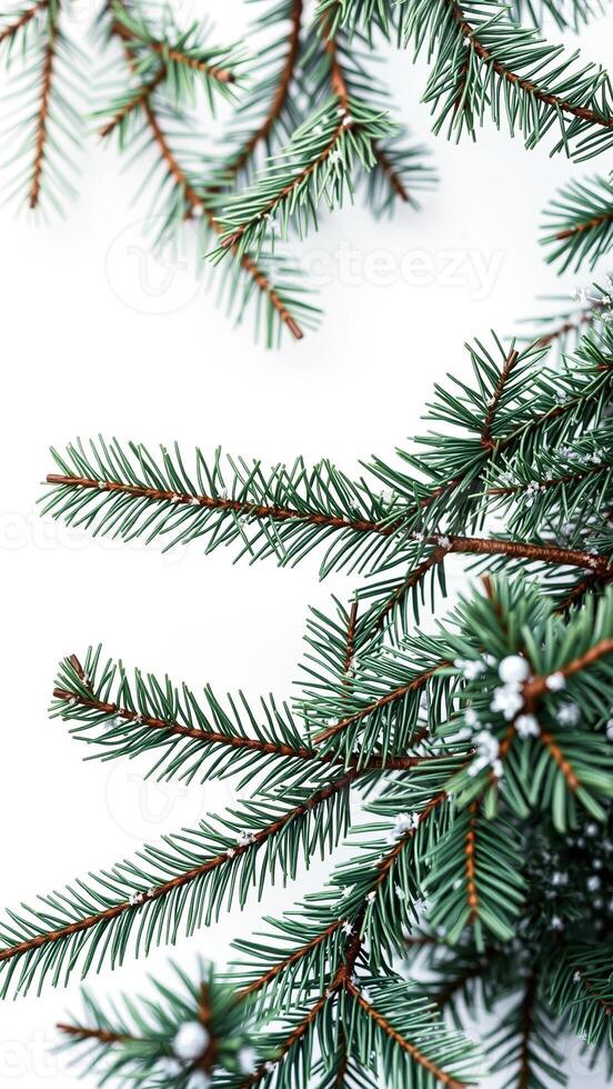 Green Pine Branch Isolated on White photo