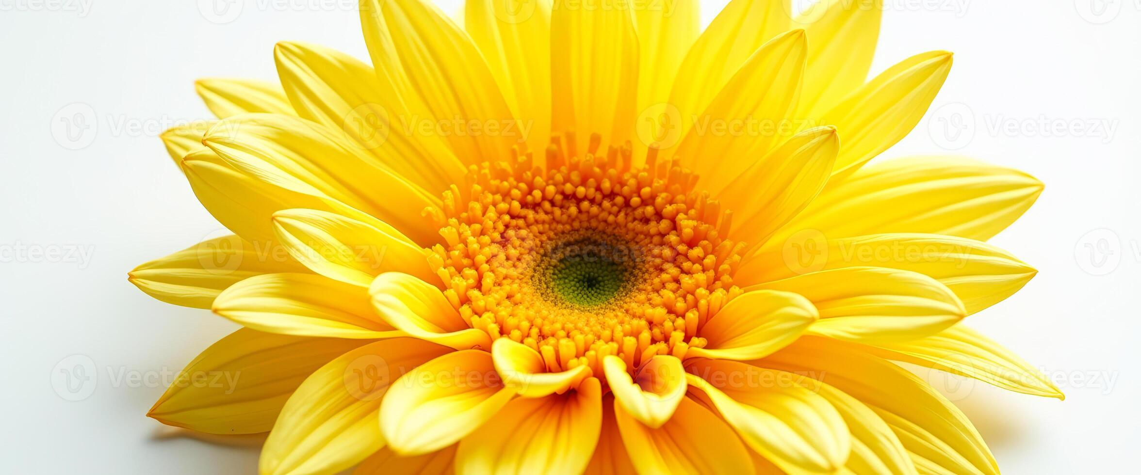 Yellow Flower Macro photo