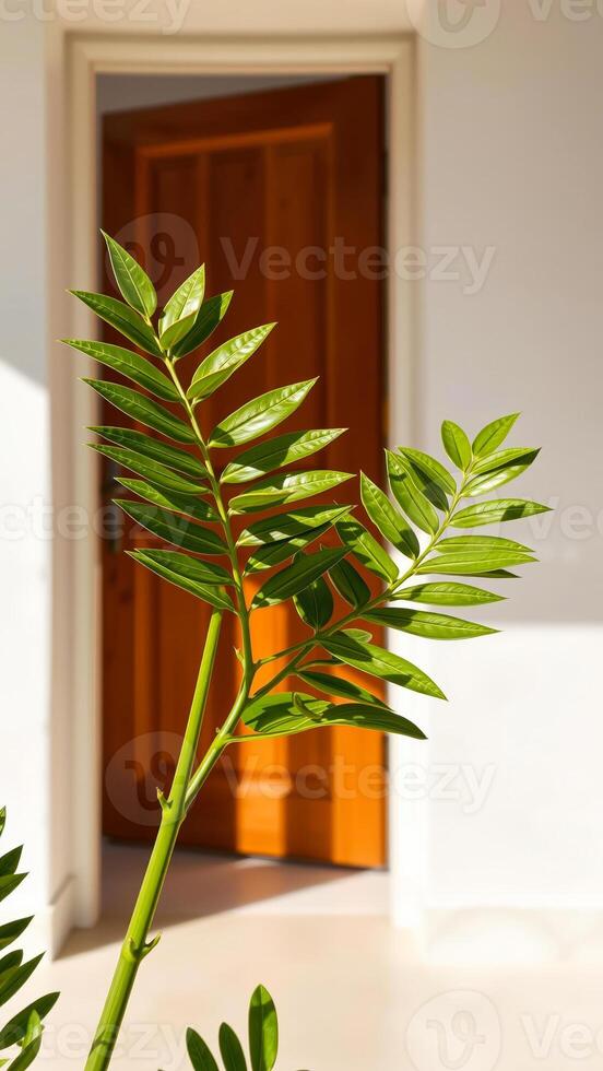 Green plant leaves in front of a wooden door photo