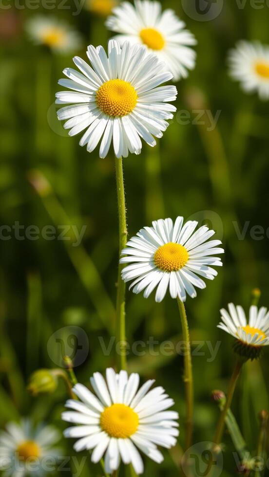 Closeup of a single white daisy in a field of green grass photo