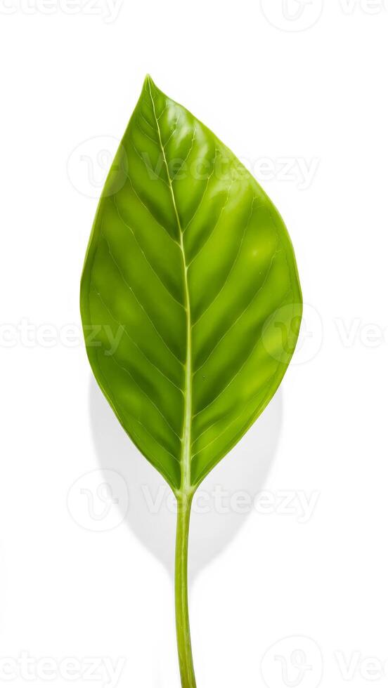 Single green leaf on white background photo