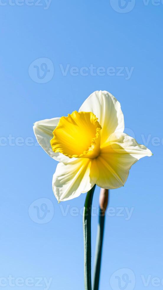 Daffodil Flower Against Blue Sky photo