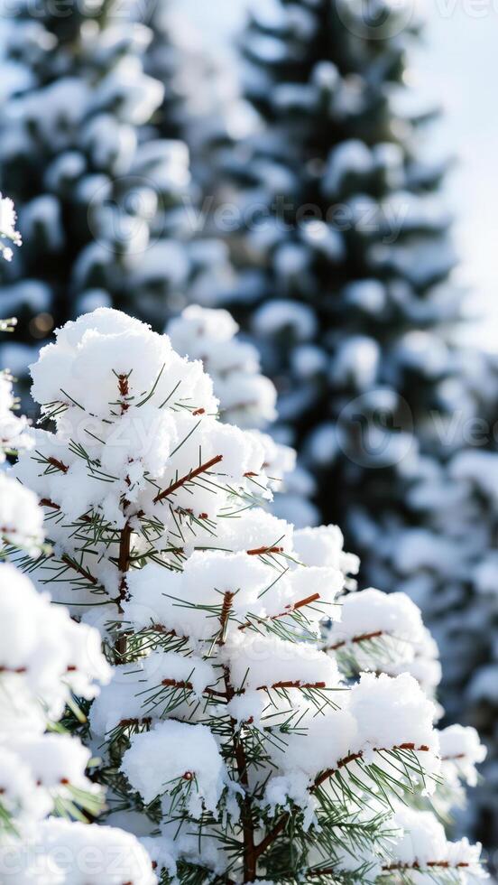 Snow-Covered Pine Tree Branch Close Up photo