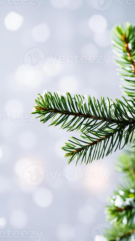 Closeup of a Snowy Pine Branch photo