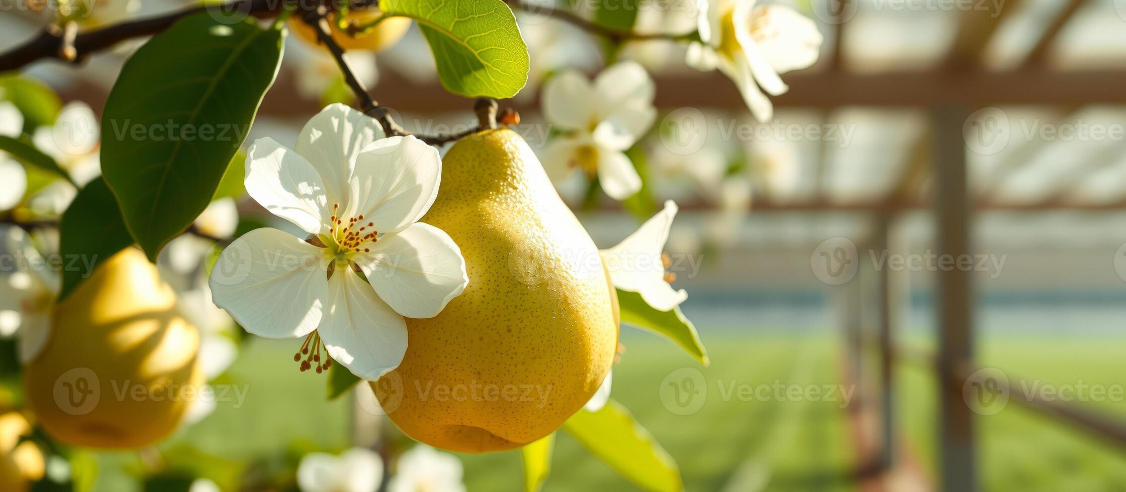 Pear Tree Branch with Blooming Flowers and Ripe Fruit photo