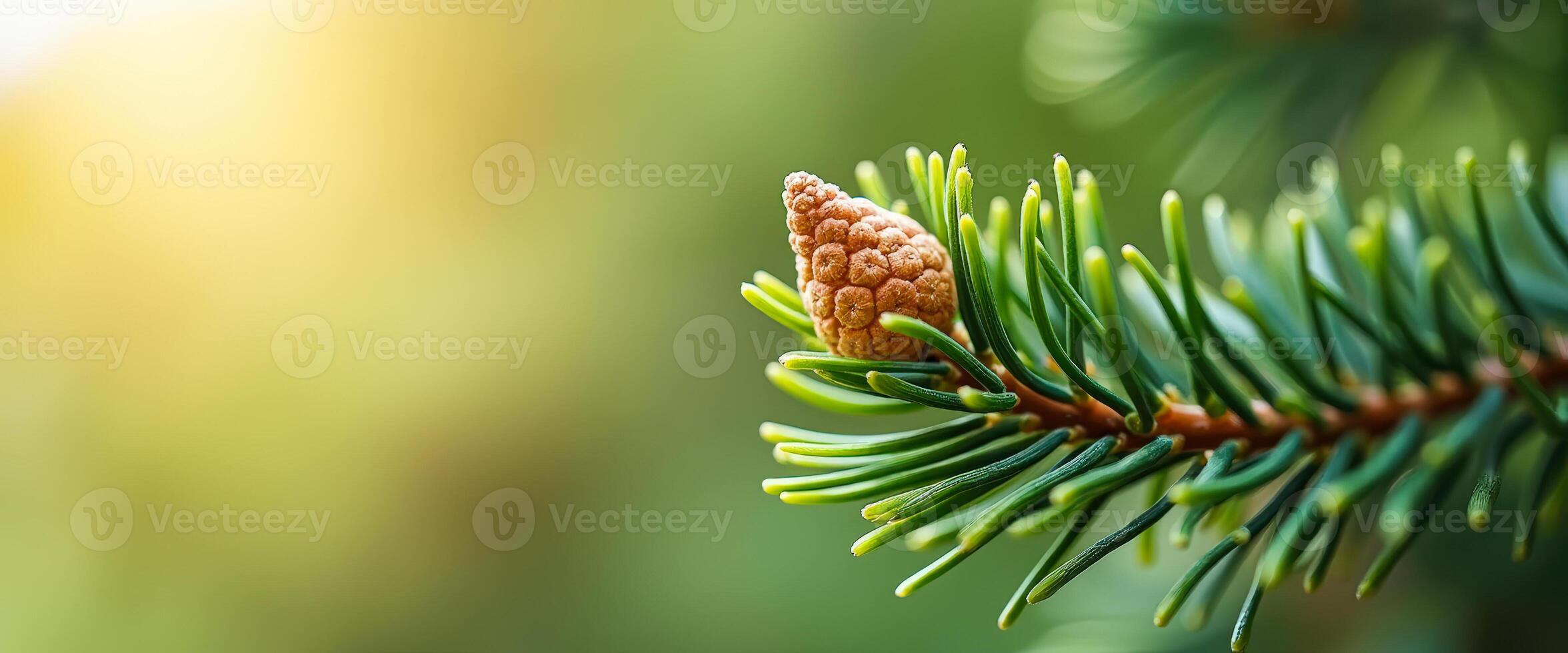 New Growth on Pine Tree Branch photo