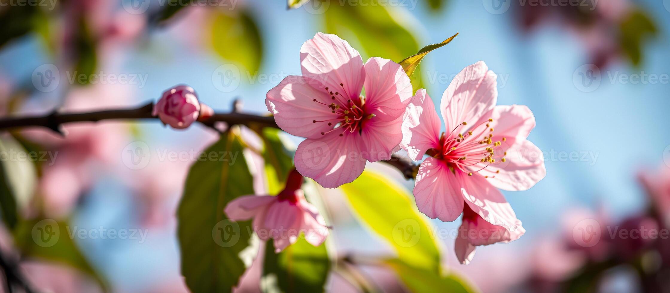 Delicate Pink Flower Blossom in Springtime photo