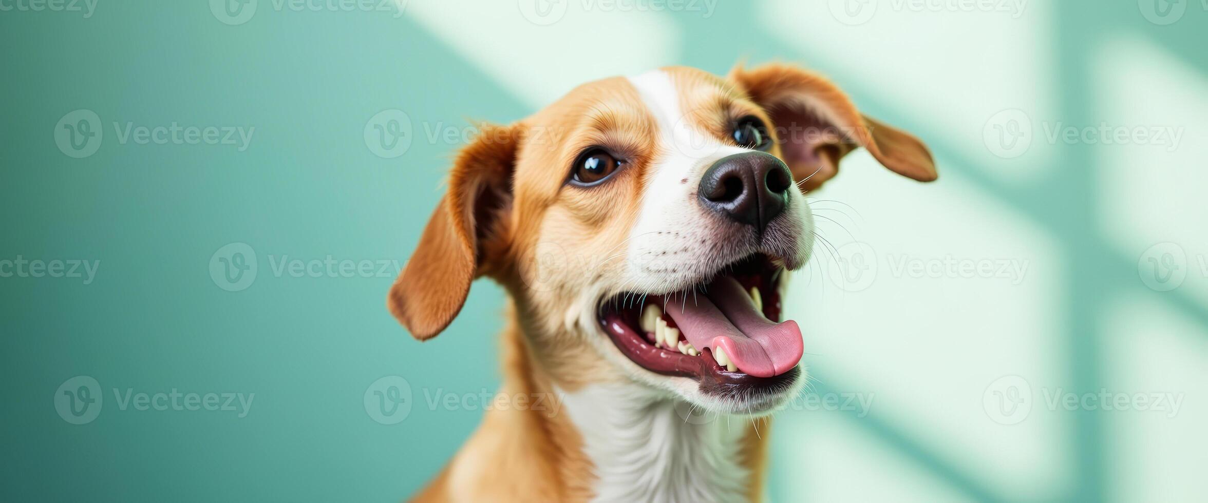 Happy Dog Portrait with Mouth Open and Tongue Out photo