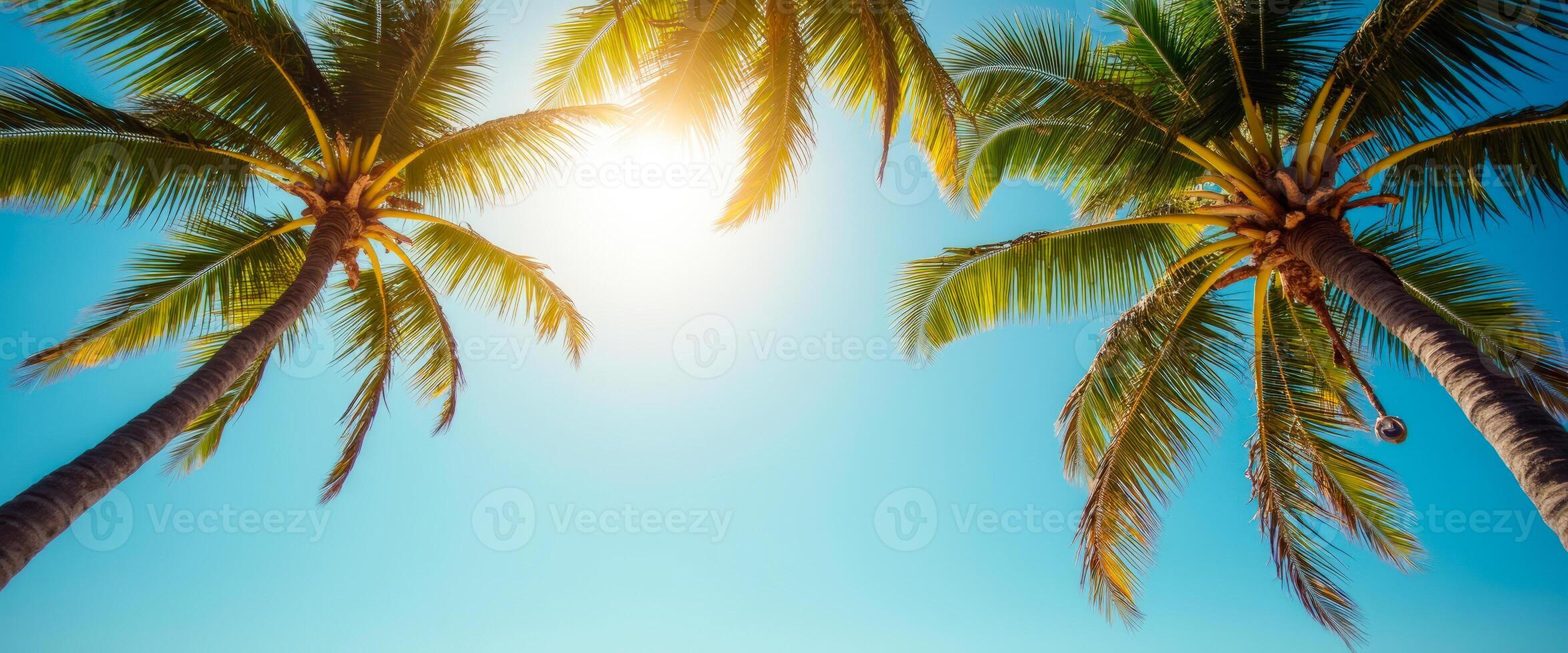 Palm trees against a blue sky photo