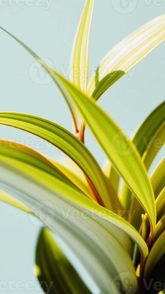 Abstract Green Leaves in Soft Light photo