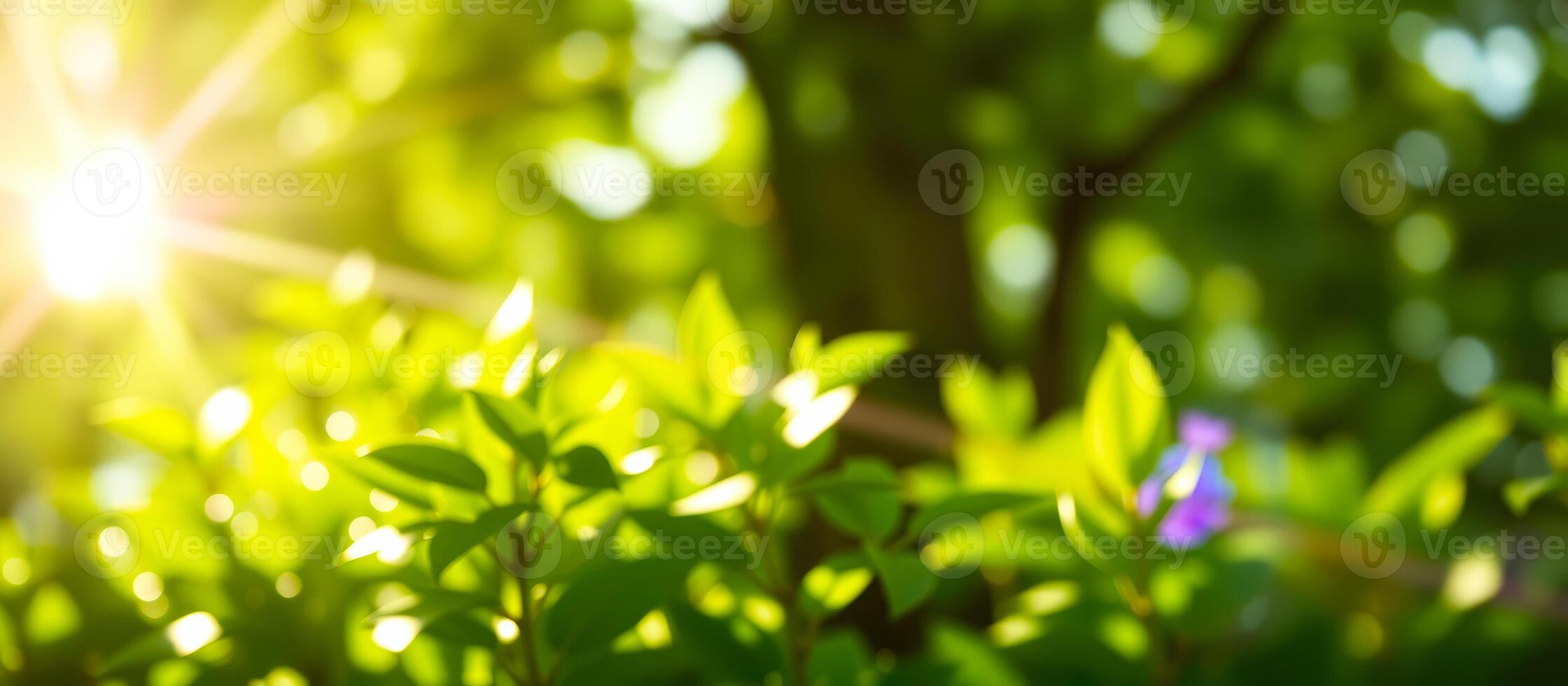 Sunbeams Through Green Leaves photo