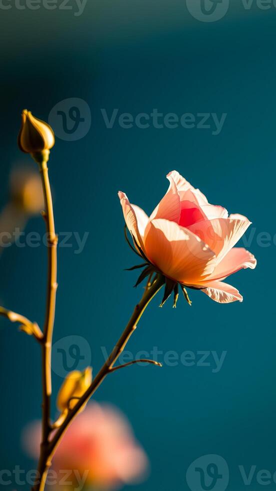 A Single Pink Rose Against a Teal Background photo