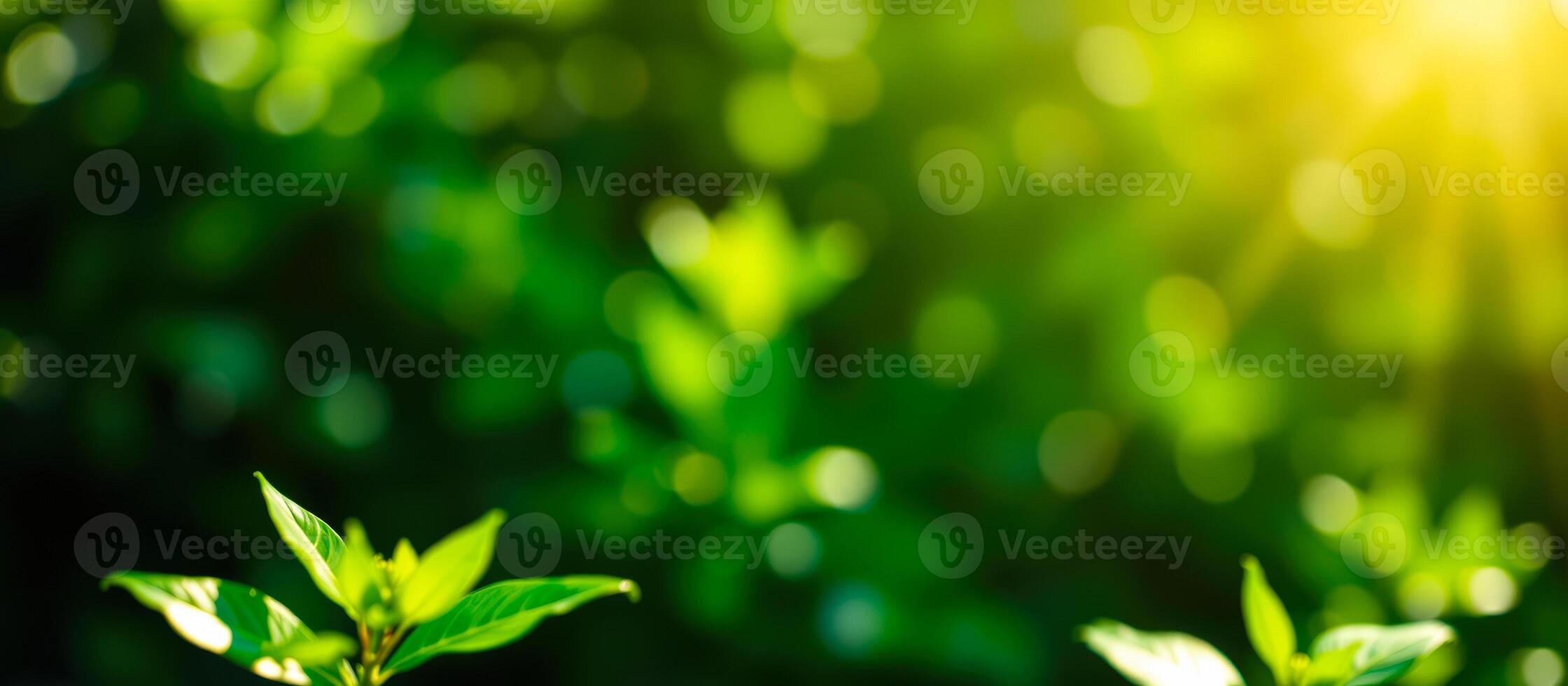Green Leaves Blurred Background photo