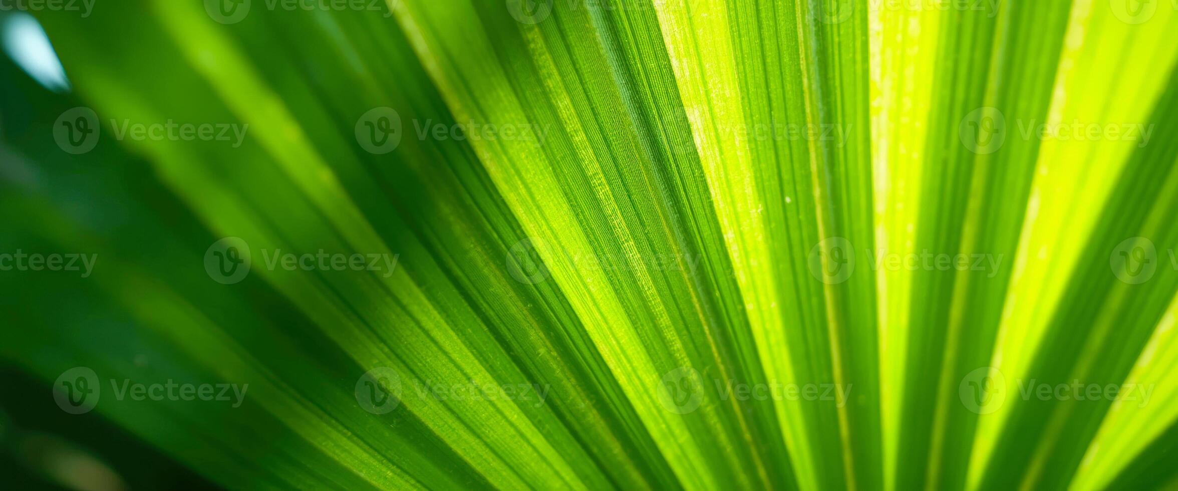 Closeup of Palm Leaf Texture photo