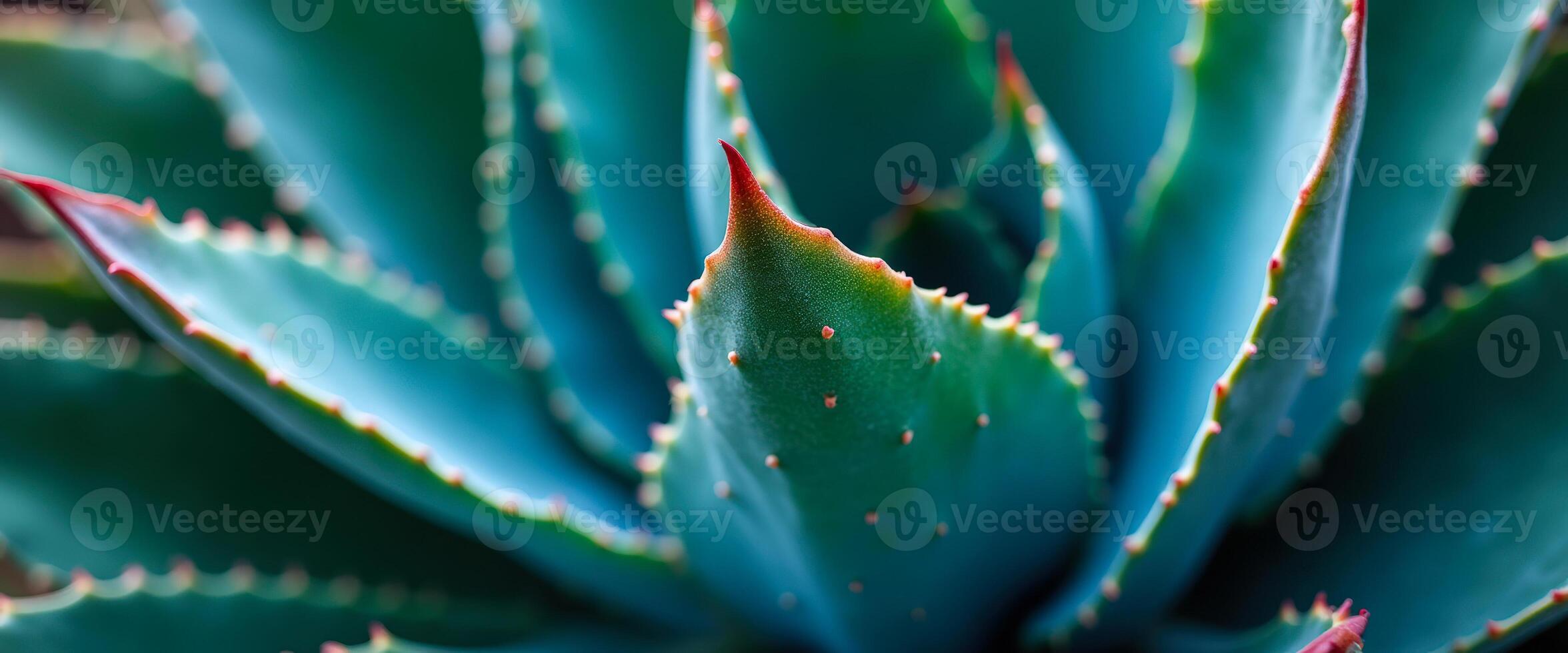 Close Up of Blue Agave Plant photo