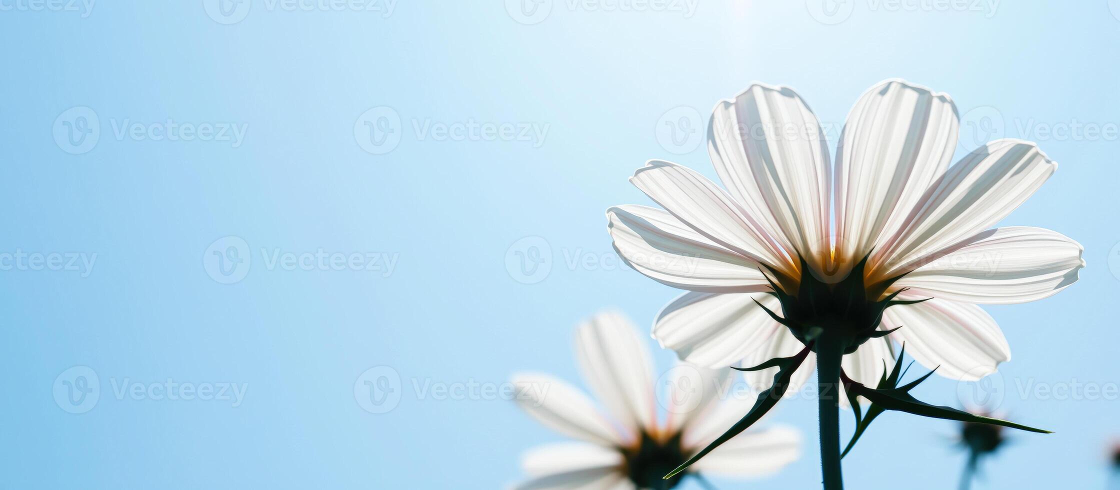 White Cosmos Flower Against Blue Sky photo