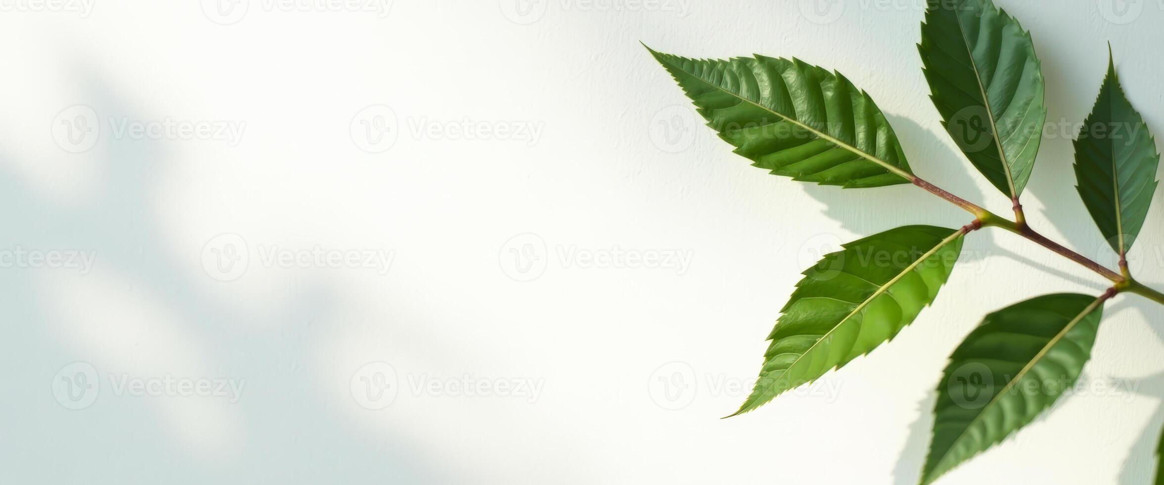 Green leaves on white background photo