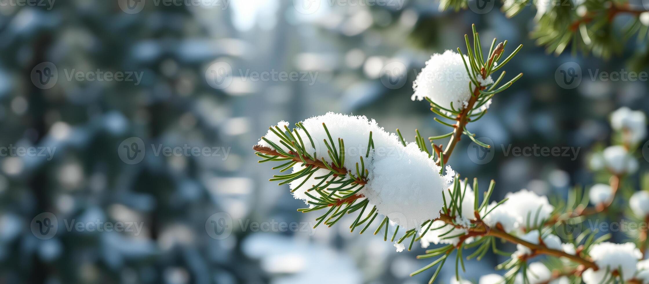 Snow-covered Pine Branch in Winter Forest photo