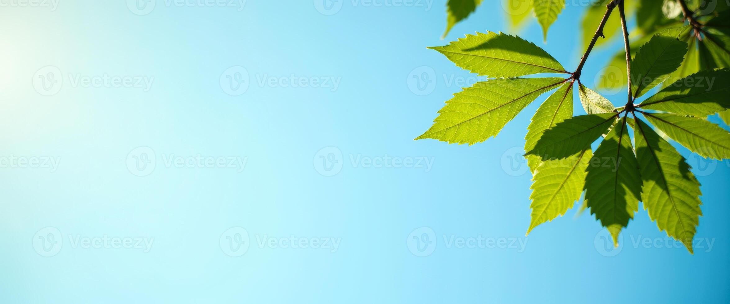 Green leaves against a blue sky photo