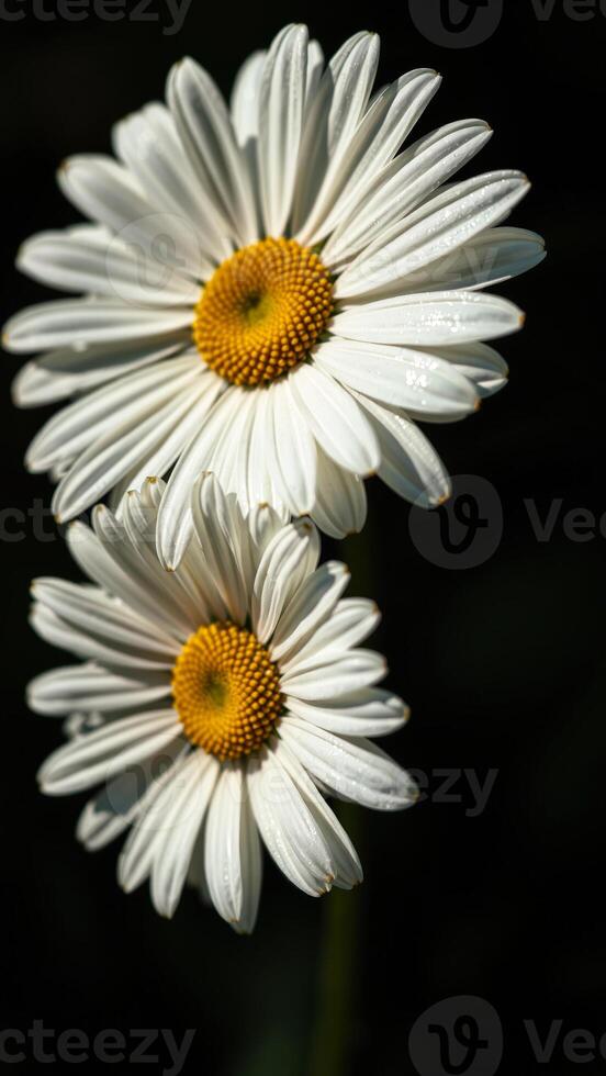 Close-up of two daisies with dew drops on petals photo