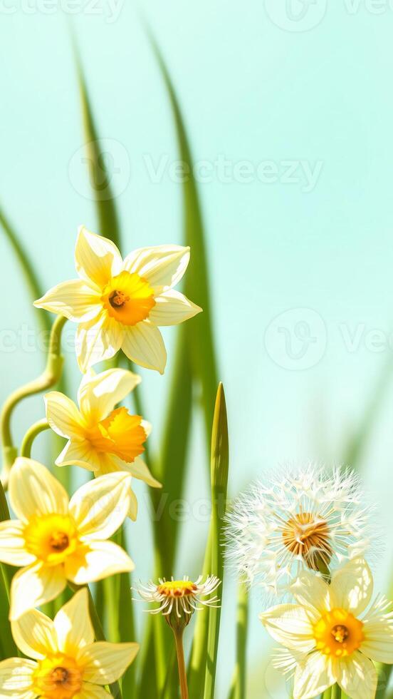 Yellow Daffodils and Dandelion in Springtime photo