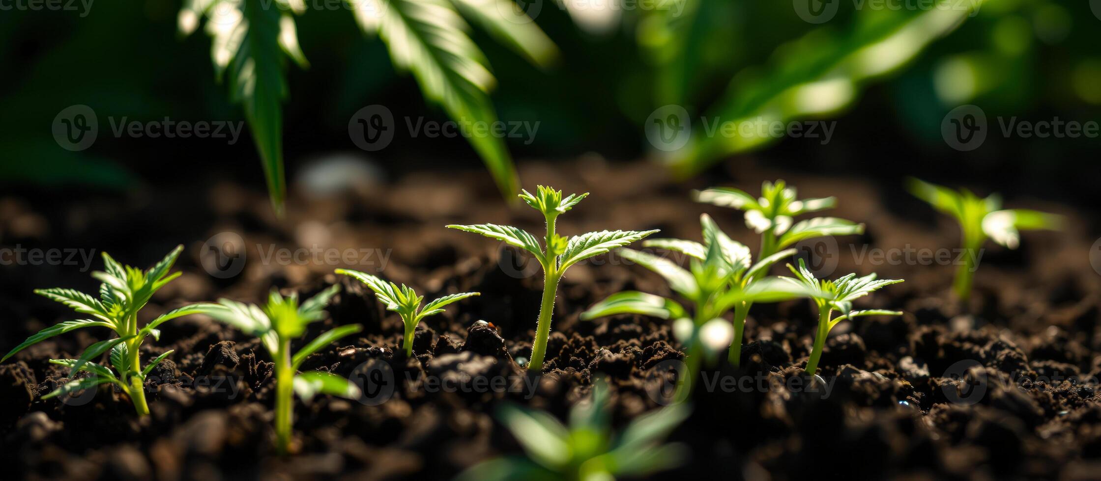 Cannabis Seedlings Growing in Soil photo